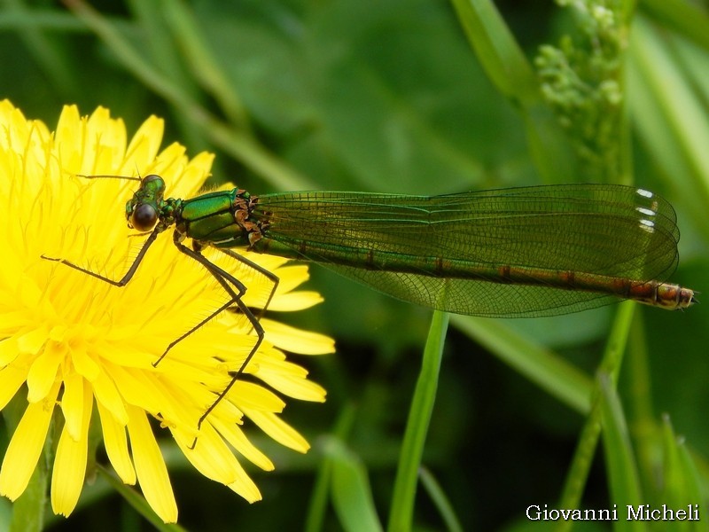 Calopteryx splendens, femmina